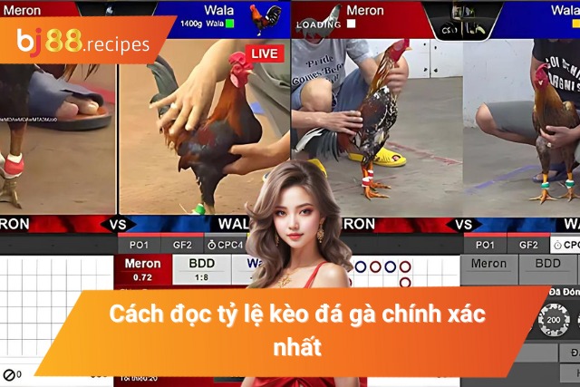 Cách thức đọc tỷ lệ trong đá gà chi tiết nhất