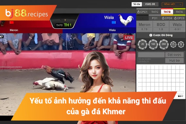 Yếu tố ảnh hưởng đến hiệu suất thi đấu của gà đá Khmer