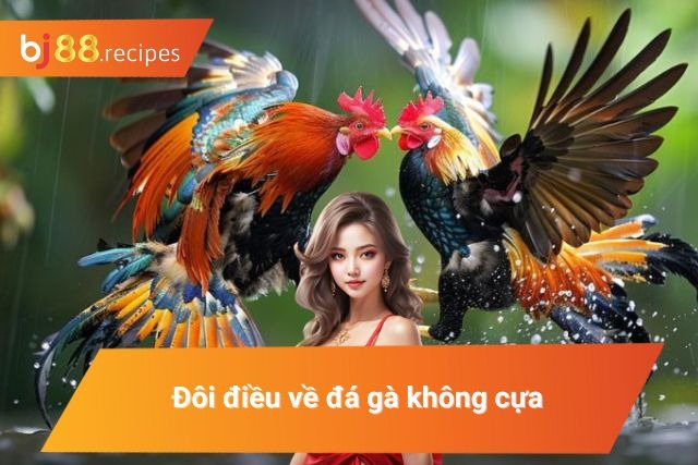 Vài nét về chọi gà không cựa