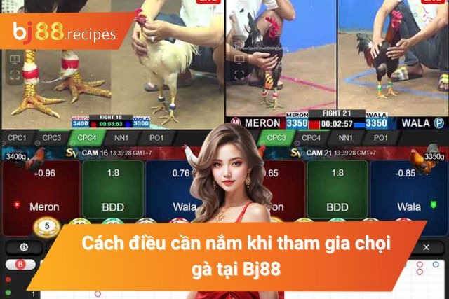 Những điều cần lưu ý khi tham gia đá gà tại BJ88